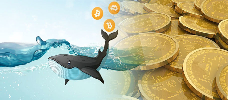 Whales Holding More Than 10,000 BTC Could Fuel Another Rally